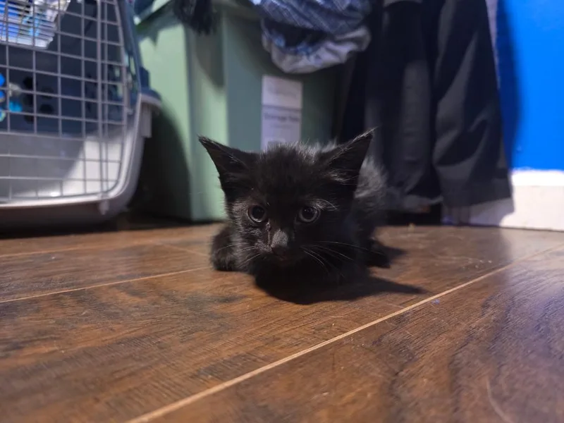 A baby small-sized female Domestic Short Hair cat named Midnight for adoption in Camden, TN