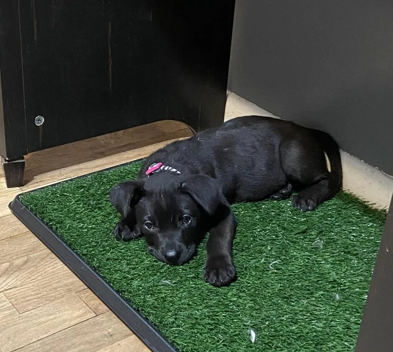A baby medium-sized female Tricolor (Brown, Black, & White) Mixed Breed dog named Joann for adoption in Clinton Township, MI