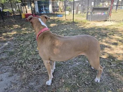 An adult large-sized female Pit Bull Terrier dog named Jazz for adoption in Conway, SC