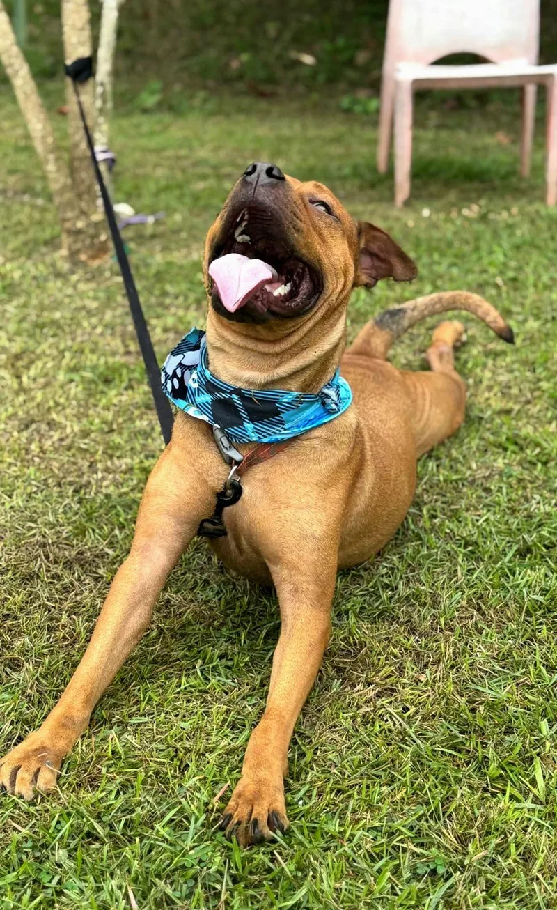 Puchi Love "i Am thumbnail 2