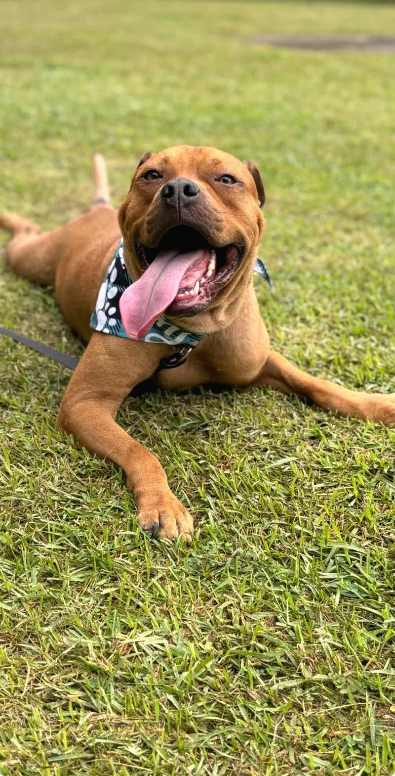 Puchi Love "i Am thumbnail 3