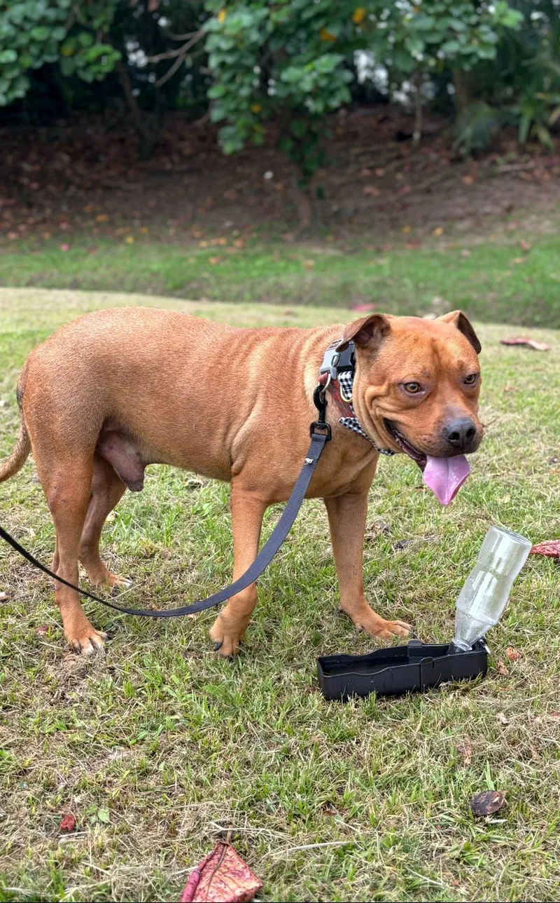 Puchi Love "i Am thumbnail 4