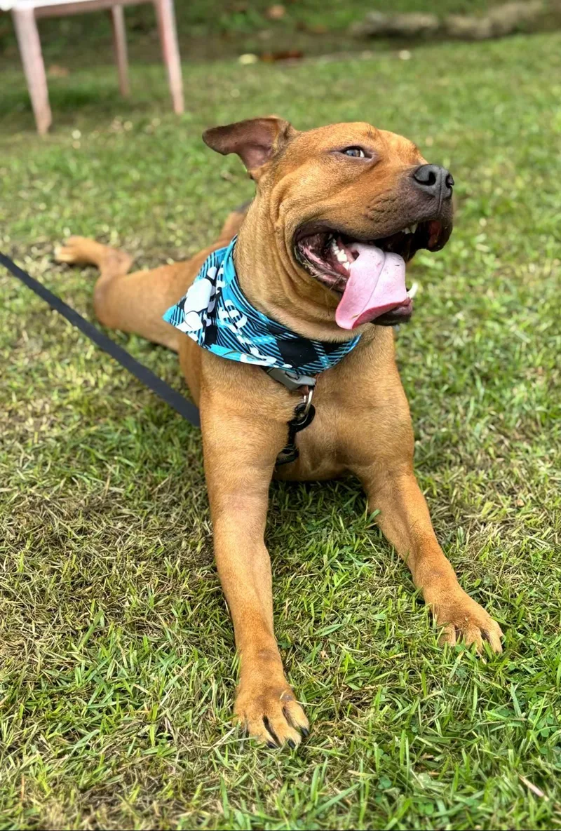 Puchi Love "i Am thumbnail 5