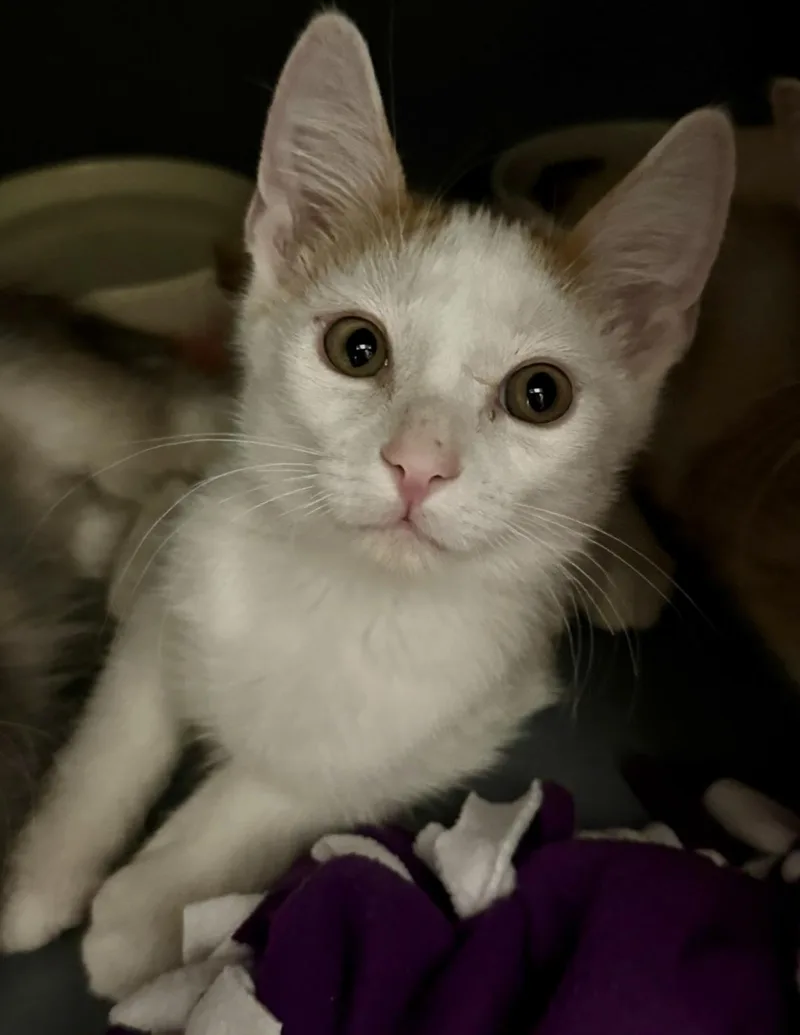 Sammy Meower thumbnail 2
