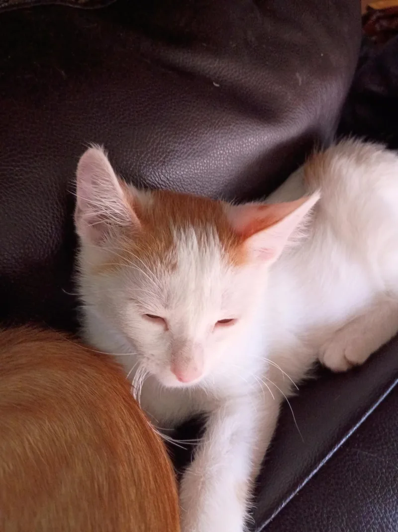 Sammy Meower thumbnail 3