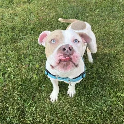 A young medium-sized male Bicolor Mixed Breed dog named Morris for adoption in Dubuque, IA