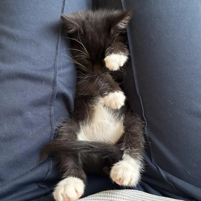 A baby small-sized female Black Domestic Short Hair cat named Corn for adoption in Middle Village, NY