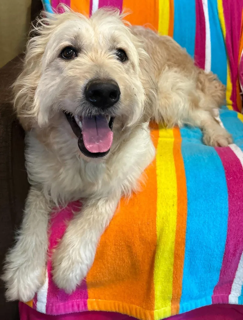 An adult large-sized female Golden Retriever dog named Bunny Apr for adoption in Pacolet, SC