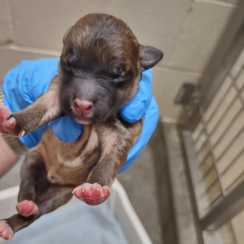 A baby small-sized female Brown / Chocolate Cardigan Welsh Corgi dog named Bronwyn for adoption in Upland, CA