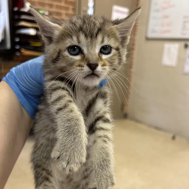 A baby small-sized female Brown / Chocolate Domestic Short Hair cat named Kimi for adoption in Birmingham, AL