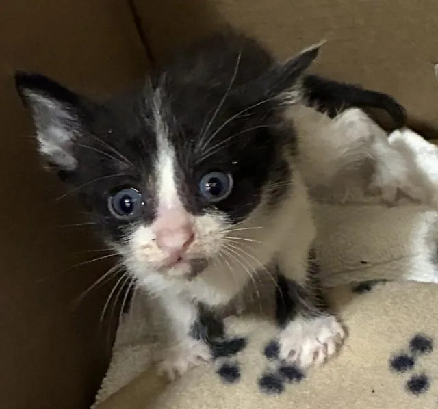 A baby small-sized male Domestic Short Hair cat named Michael for adoption in Riverside, CA