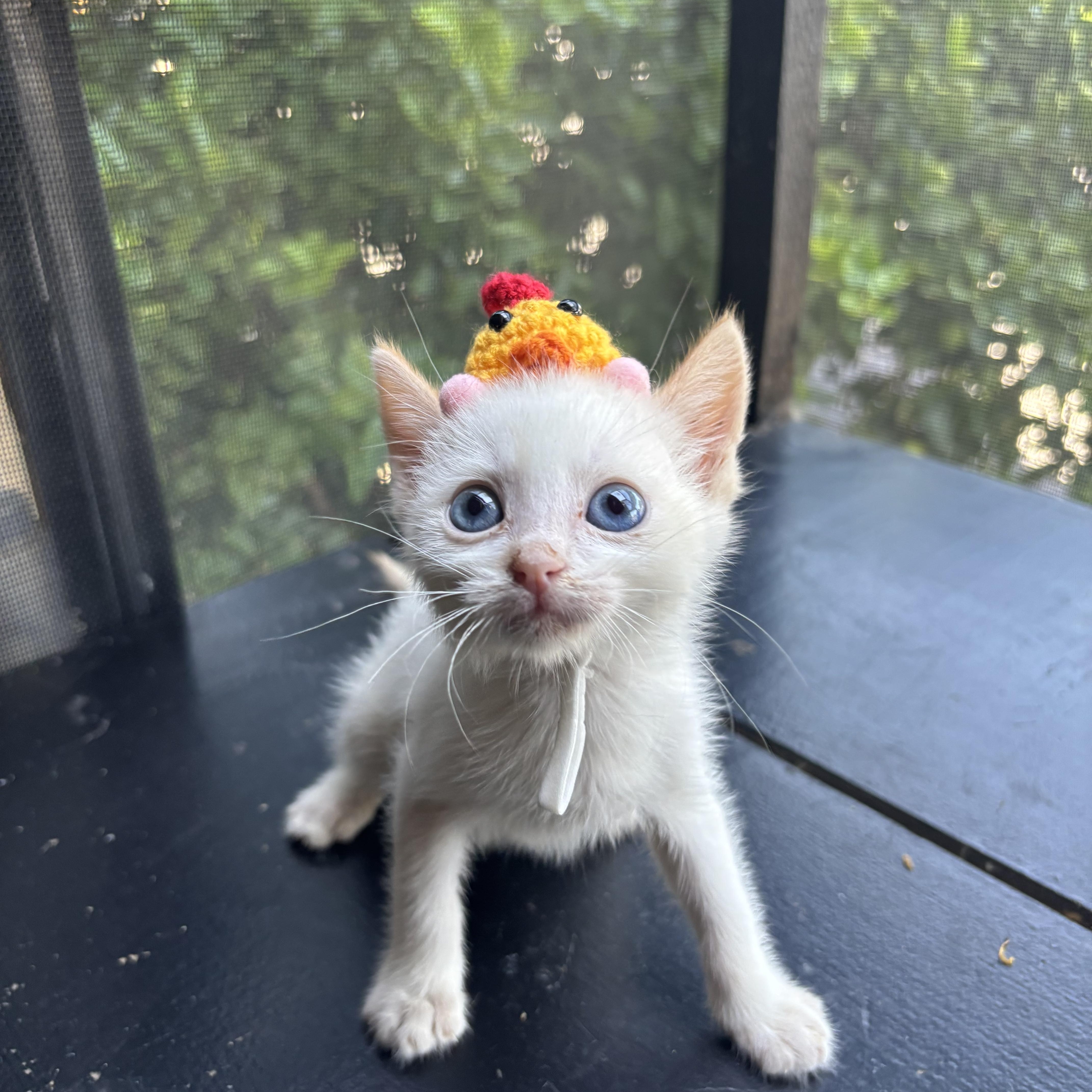 A baby small-sized male Flame Point Siamese cat named Oaxaca for adoption in Costa Mesa, CA