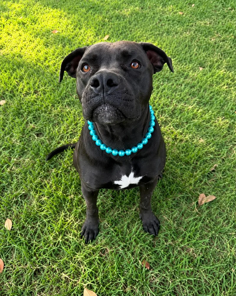 A young medium-sized male American Staffordshire Terrier dog named Bones for adoption in Houston, TX