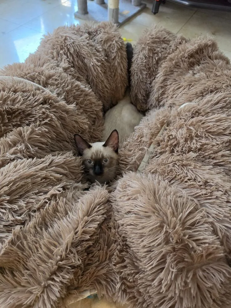 A baby small-sized female Domestic Short Hair cat named GeeGee for adoption in Dallas, TX
