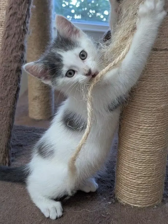 A baby medium-sized male Gray & White Domestic Short Hair cat named Manny for adoption in Carthage, IL