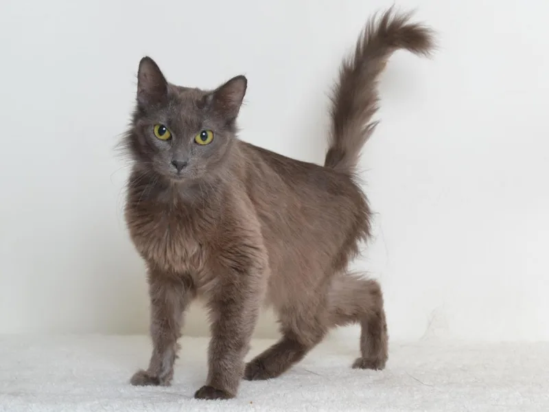 An adult small-sized female Domestic Medium Hair cat named Bon Bon for adoption in Oroville, CA