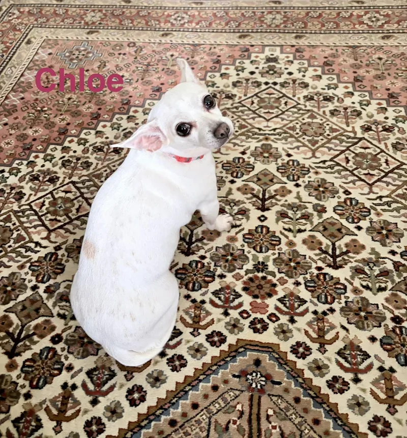 A senior small-sized female White / Cream Chihuahua dog named Chloe for adoption in Madisonville, LA