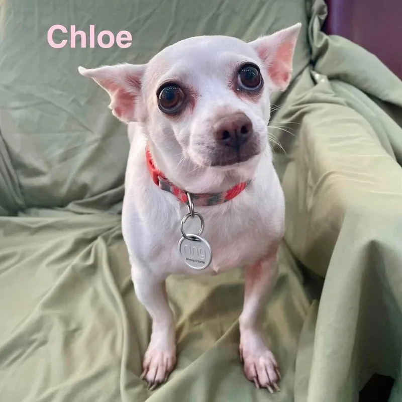 Chloe thumbnail 2