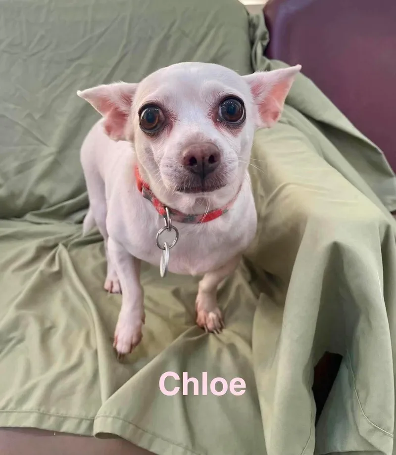 Chloe thumbnail 3
