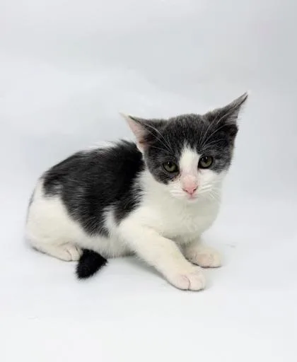 A baby small-sized female Domestic Short Hair cat named Dot for adoption in Morton Grove, IL