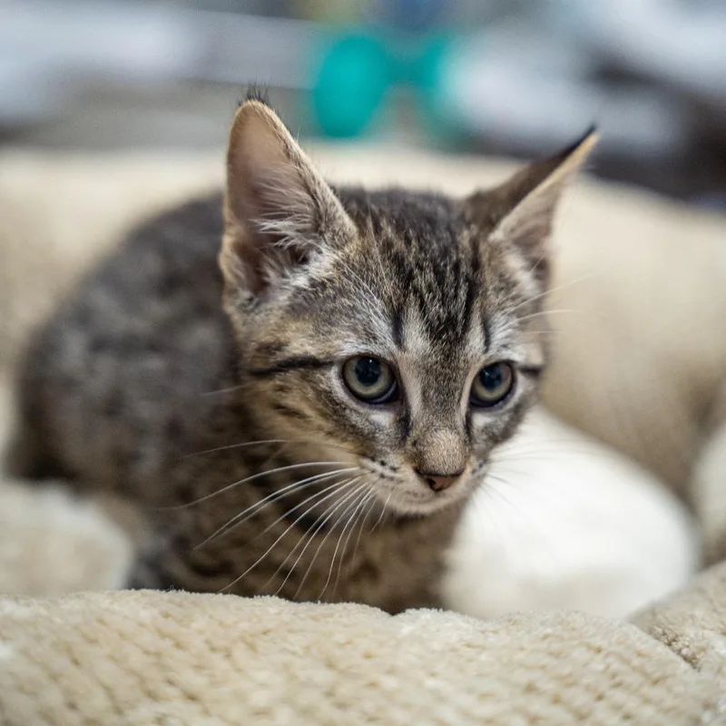 A baby small-sized female Brown / Chocolate Domestic Short Hair cat named Corn for adoption in Gainesville, GA