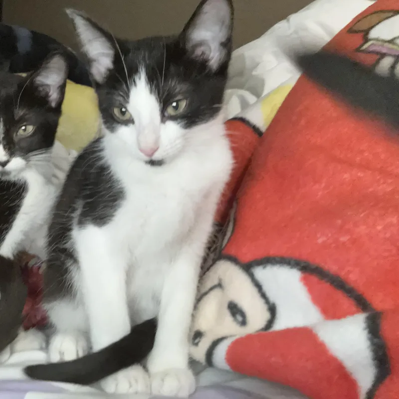 A baby small-sized female Black & White / Tuxedo American Shorthair cat named Jupiter for adoption in Liverpool, TX