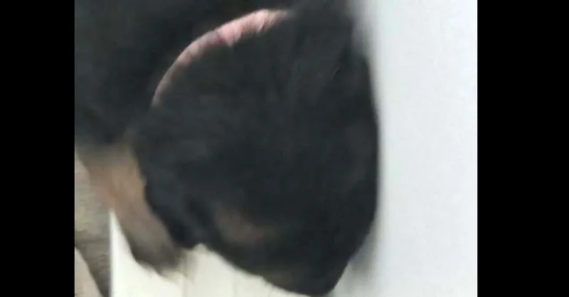 Gypsy Rose Located In