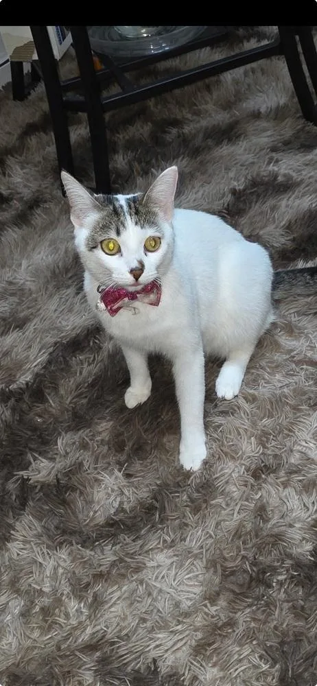 An adult small-sized female Gray & White Domestic Short Hair cat named Brooklyn for adoption in Wilson, NC