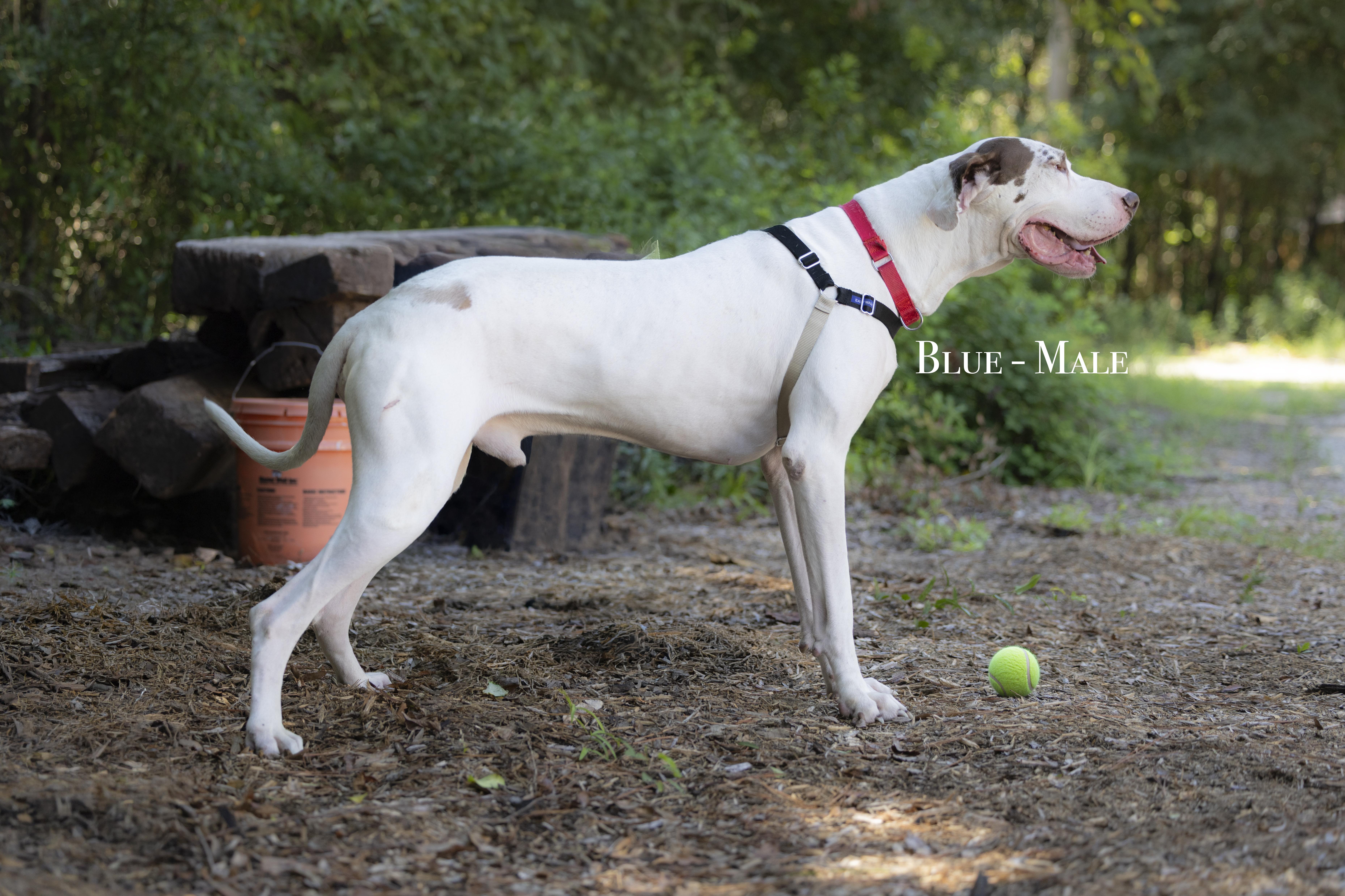 An adult large-sized male White / Cream Great Dane dog named Big Blue for adoption in Pawleys Island, SC