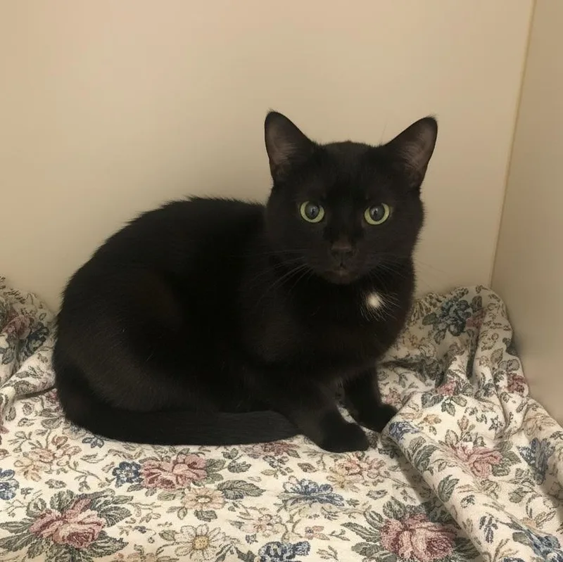 An adult small-sized female Black Domestic Short Hair cat named Mup for adoption in Elyria, OH