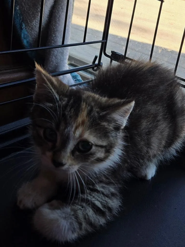 A baby medium-sized female Domestic Short Hair cat named Cayenne for adoption in Black River Falls, WI