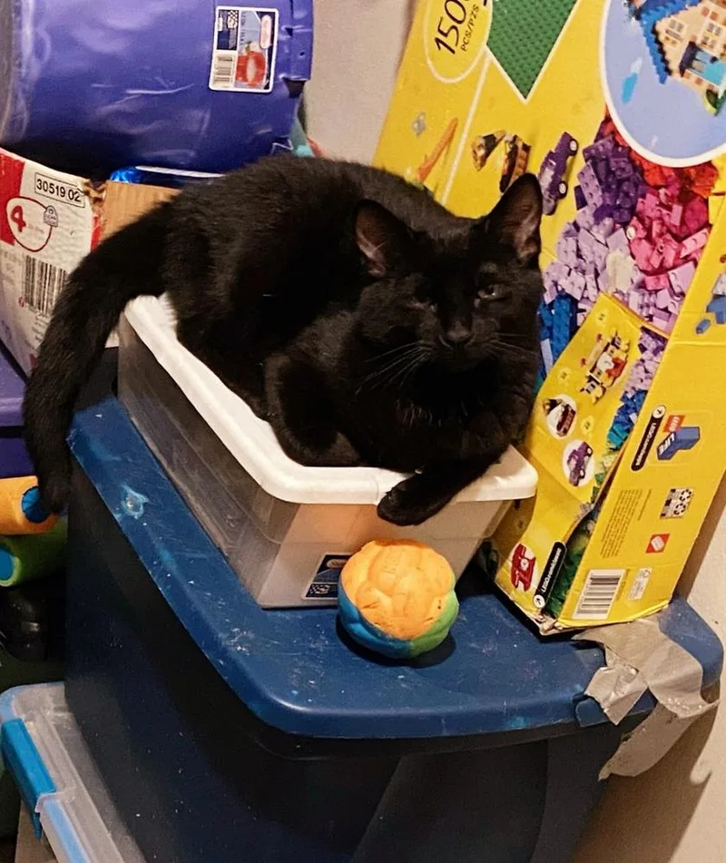 A young medium-sized male Black Domestic Short Hair cat named Black Jack for adoption in Lorain, OH