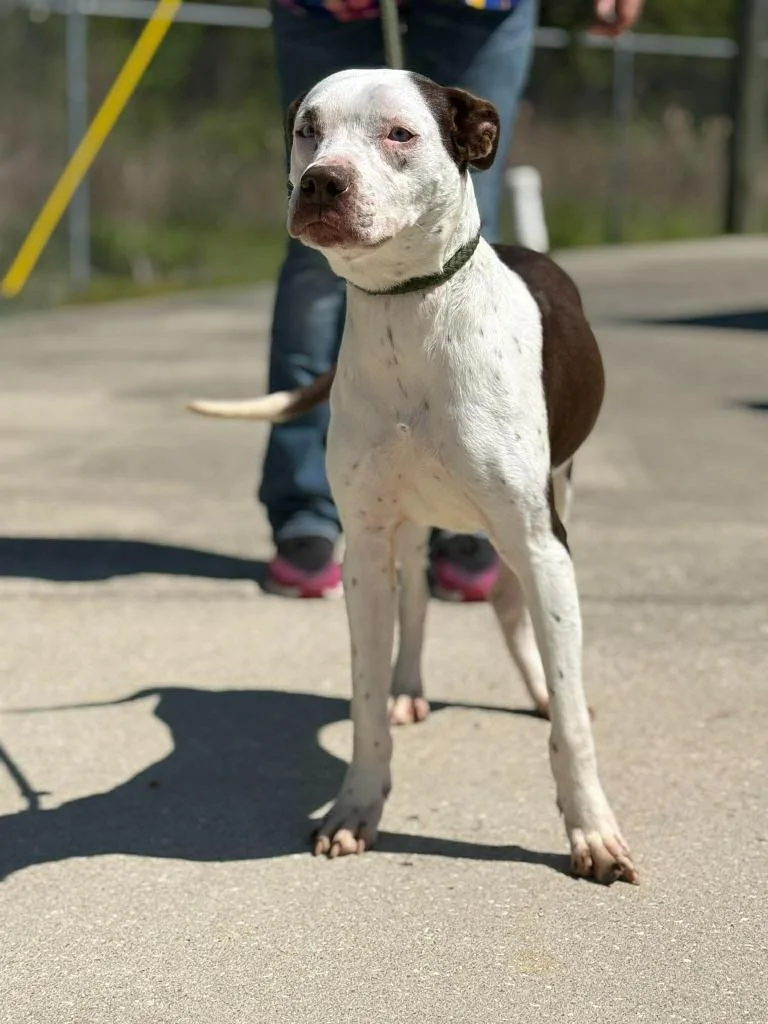 Asparagus thumbnail 2