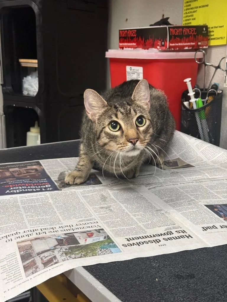 An adult medium-sized male Domestic Short Hair cat named Connery for adoption in Sorrento, LA