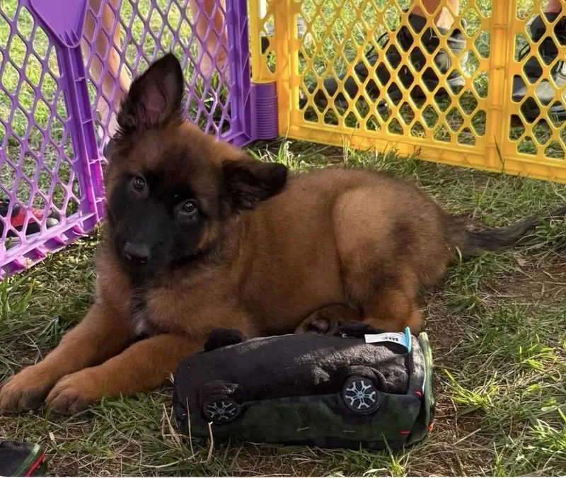 A baby medium-sized female Brown / Chocolate Belgian Shepherd / Malinois dog named Glenda for adoption in Kannapolis, NC