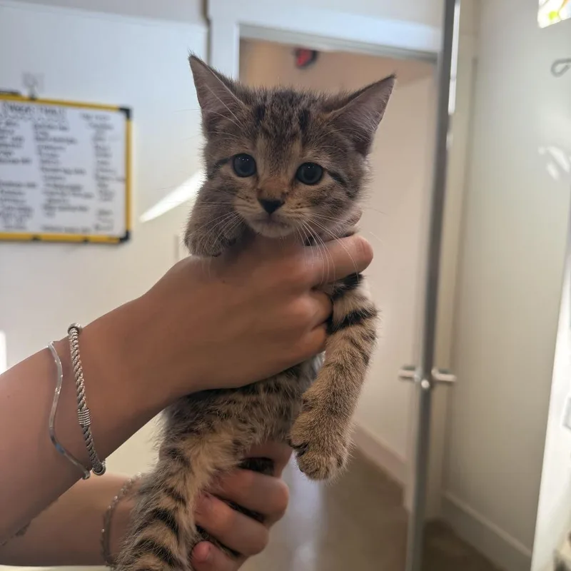 A baby small-sized female Domestic Short Hair cat named Penny for adoption in Louisville, KY