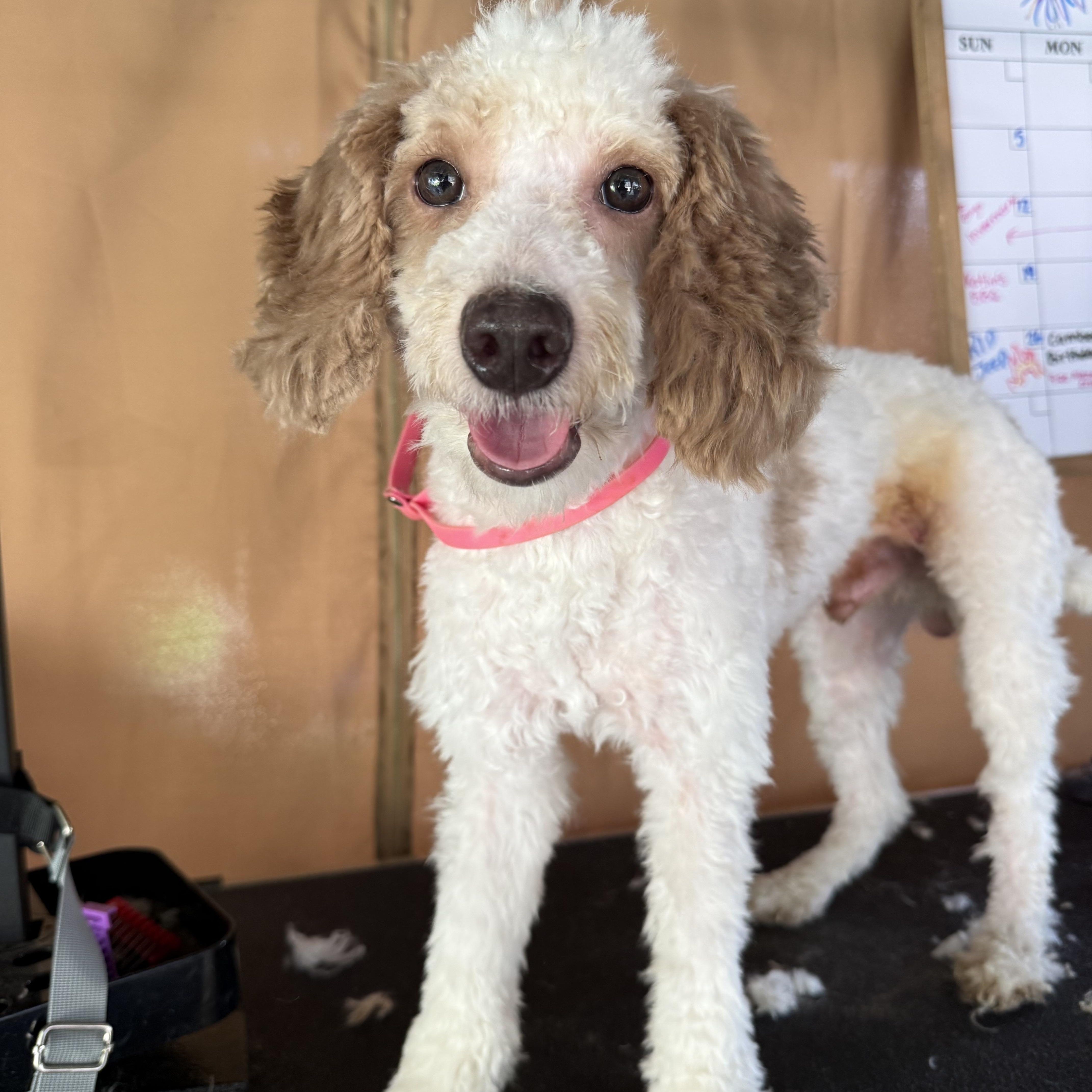 A young small-sized male Miniature Poodle dog named Teddy for adoption in Delmar, NY