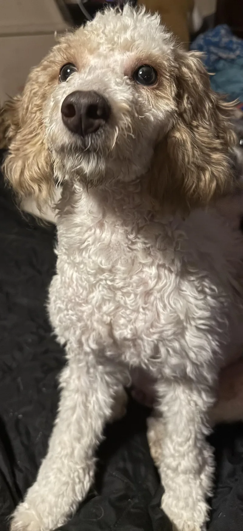 Teddy thumbnail 2