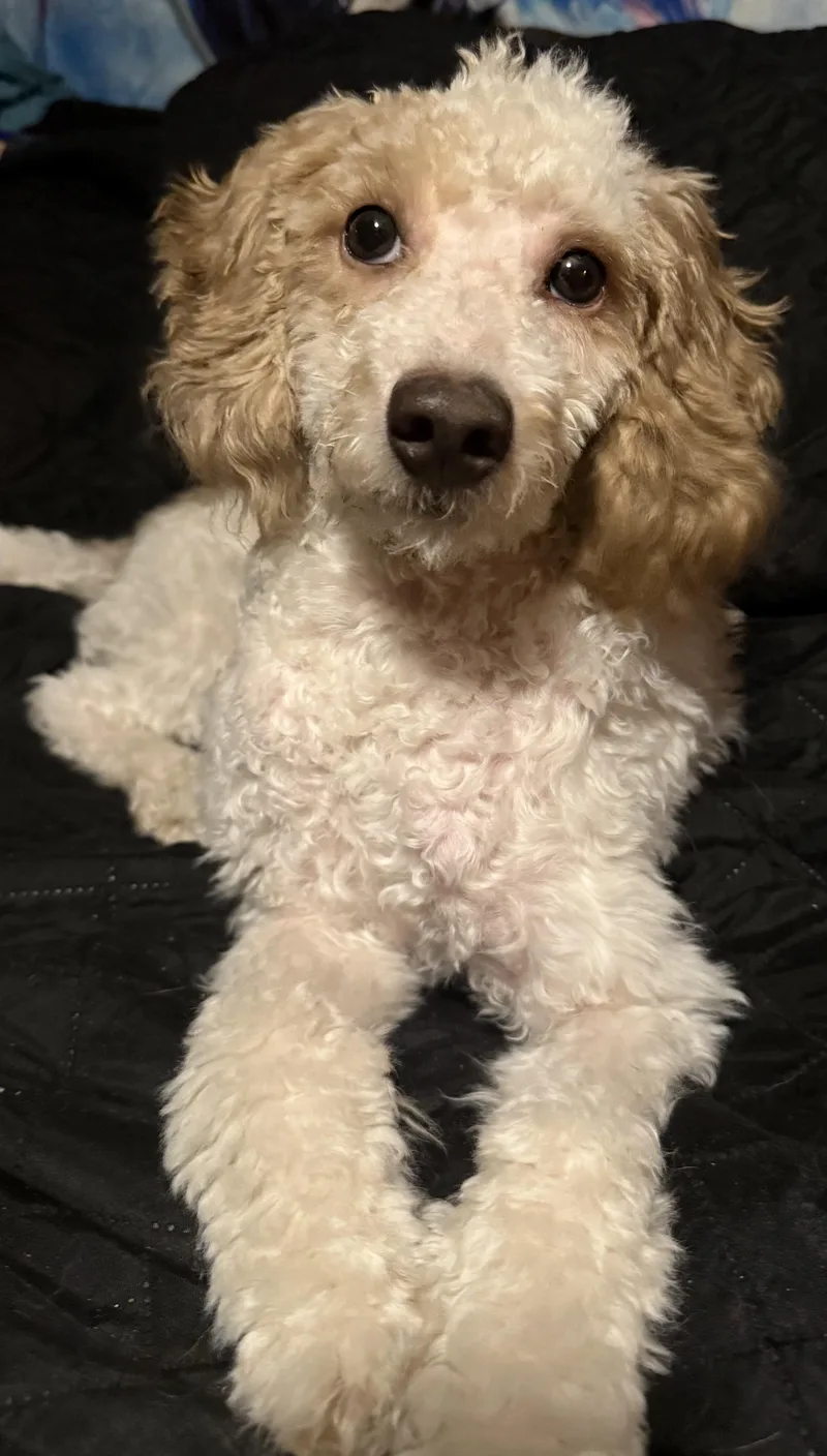 Teddy thumbnail 3