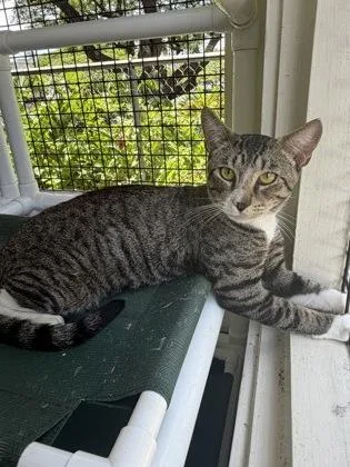 An adult small-sized male Domestic Short Hair cat named Wally for adoption in Honolulu, HI