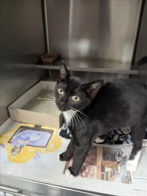 A baby small-sized male Domestic Short Hair cat named A for adoption in Wilmington, NC