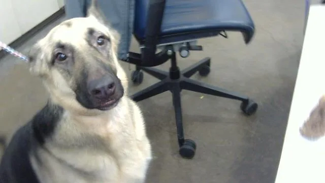 An adult large-sized female Mixed Breed dog named Phoebe for adoption in Dallas, TX