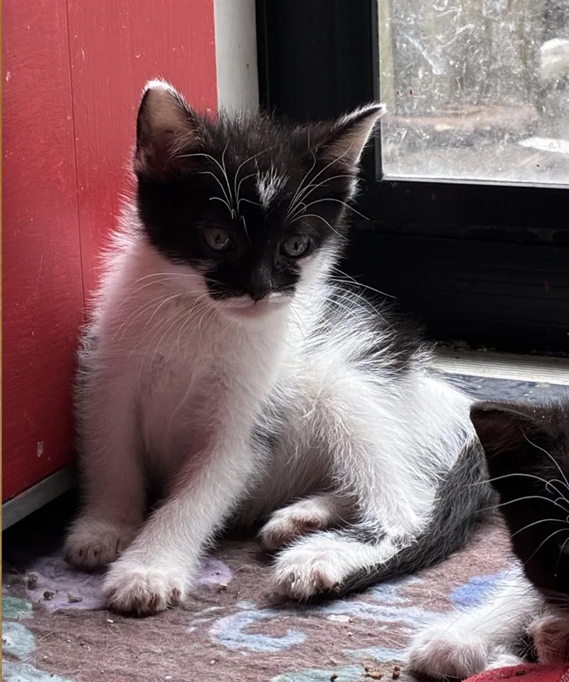 A baby small-sized female Black Domestic Short Hair cat named Vaquita for adoption in Bayonne, NJ