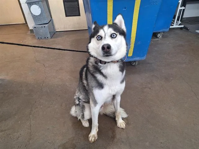 A young large-sized male Mixed Breed dog named Jack for adoption in Dallas, TX
