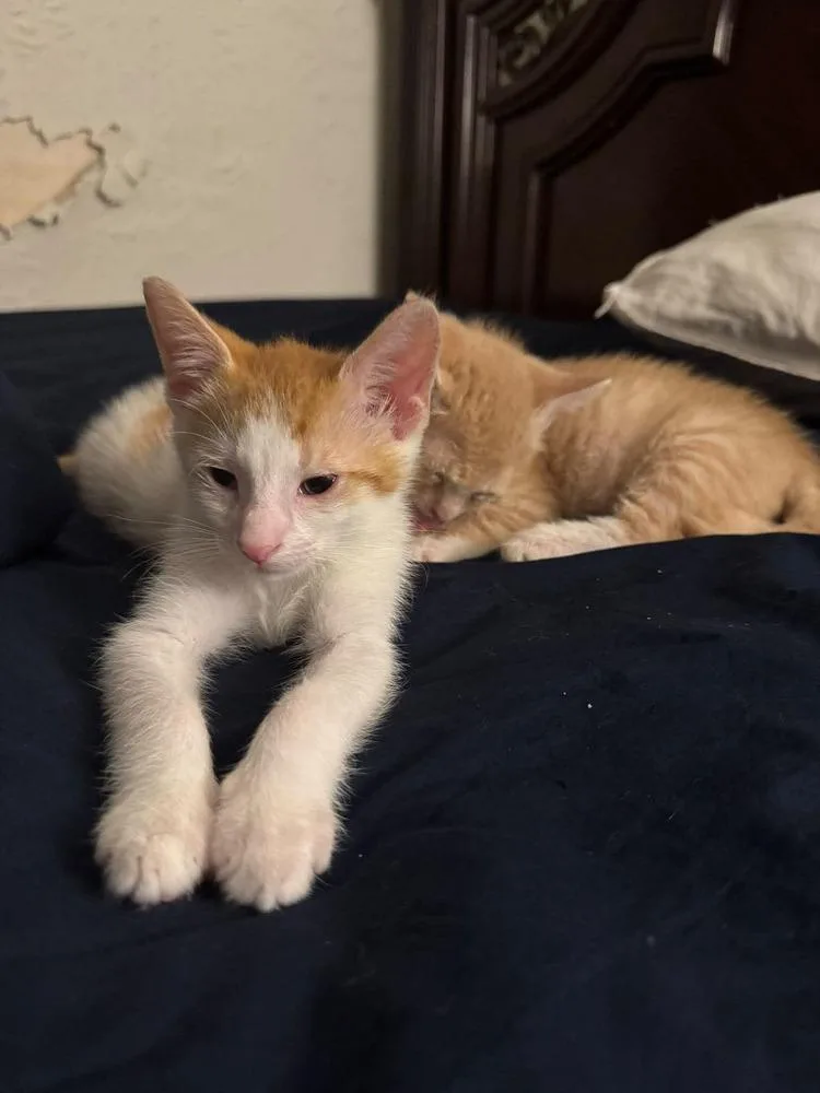 A baby small-sized male Orange & White Domestic Short Hair cat named Tennessee for adoption in Valley Stream, NY