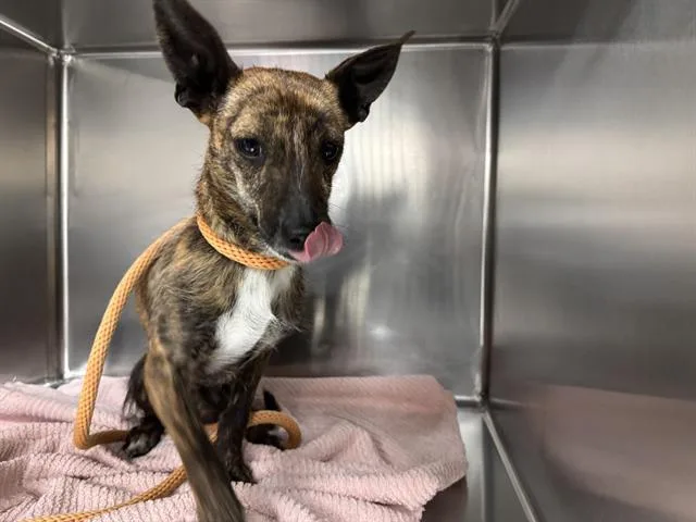 A young small-sized male Chihuahua dog named Chito for adoption in Salinas, CA