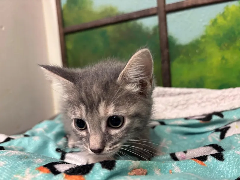 A baby small-sized female Domestic Short Hair cat named Coco for adoption in Houston, TX