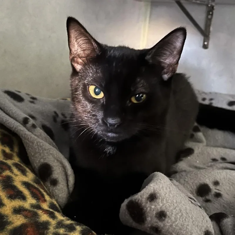 A baby small-sized female Black Domestic Short Hair cat named Wind for adoption in Sarasota, FL