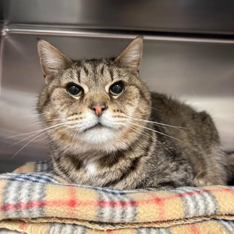 A senior medium-sized female Brown / Chocolate Domestic Short Hair cat named Wrinkles for adoption in Mentor, OH
