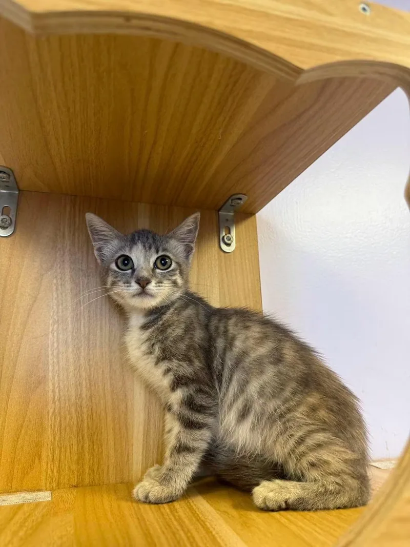 A young small-sized female Tabby (Gray / Blue / Silver) Domestic Short Hair cat named Scarlett for adoption in Freeport, NY